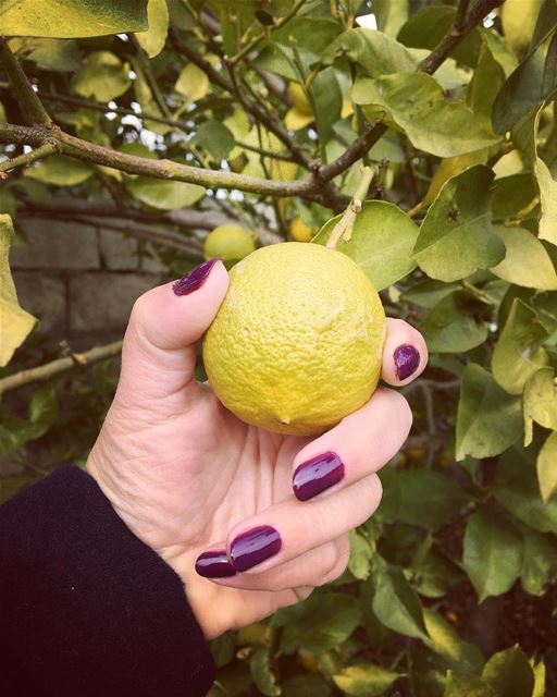 When in the lemon tree!  Lebanon  NorthLebanon  Batroun  RasNhash  Lemon ... (Ra'S Nhash, Liban-Nord, Lebanon)