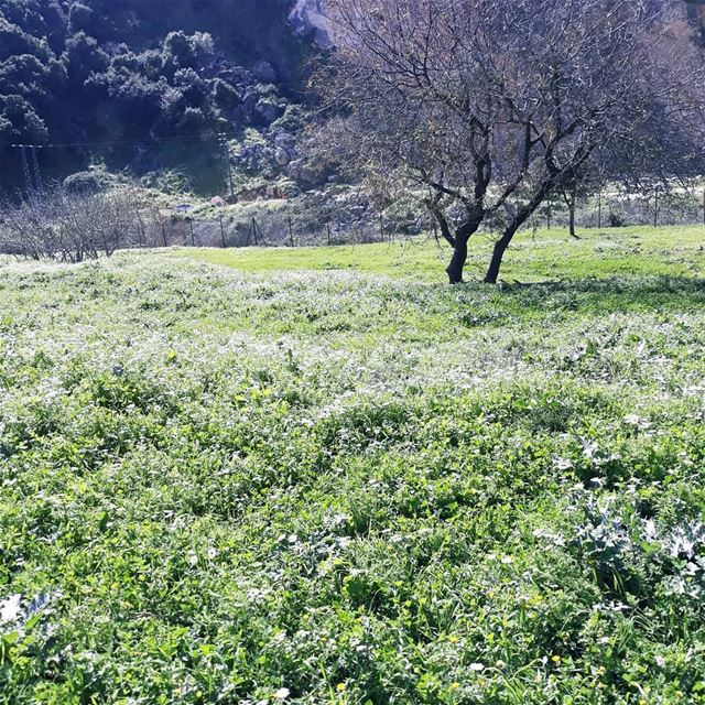 When it's sunny! 😎😋🌳🍷.... sunnyday  nature  green  scenery ... (Batroûn)