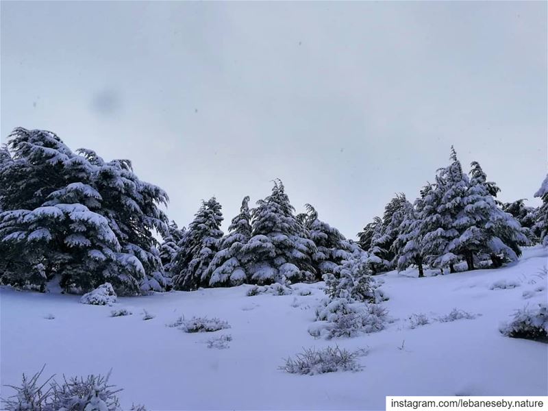 When it snows, you have 2 choices:  Shovel or make  Snow angels..... (Akkar)