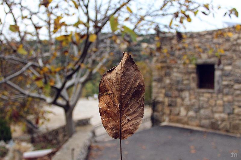 - When Life Get Blurry, Adjust Your FOCUS-... livelovebyblos  autumn ... (Mayfouk-Jbeil)