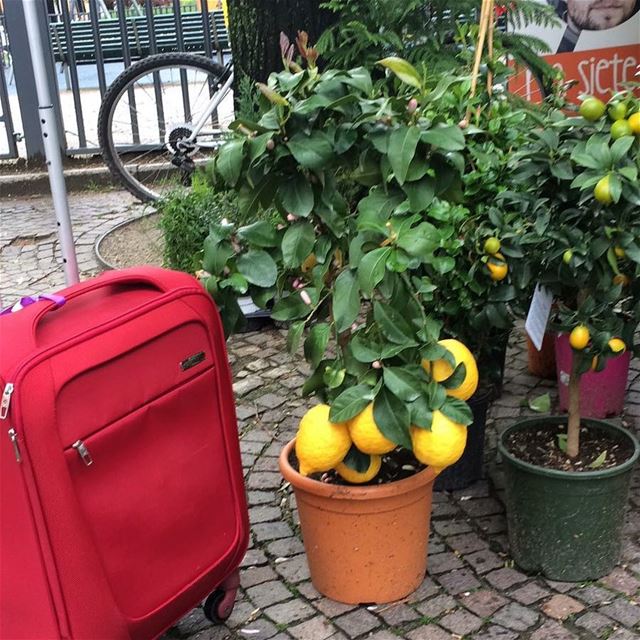 When life gives you lemons 🍋DailySketchLook 286 shopping  italian ... (Milan, Italy)