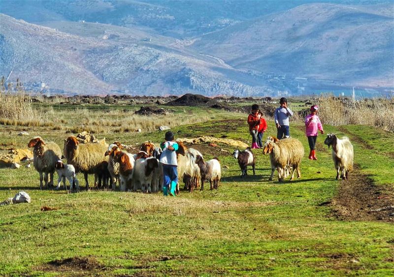 When life is simple and beautiful  simple  life  land  farming  ig_lebanon... (West Bekaa)