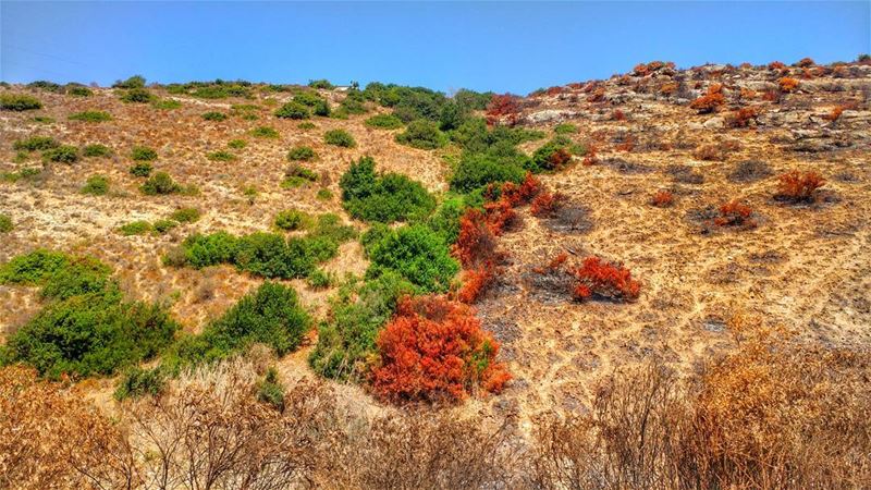 When LIFE meets DEATH 🌿🍁......... lebanoninstagram ...