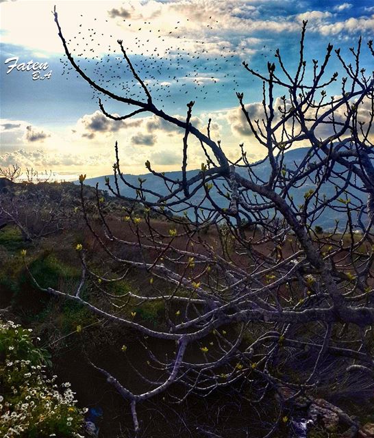 . When nature imposes itself..Helloooo APRIL...... (Kfarkatra / Chouf)