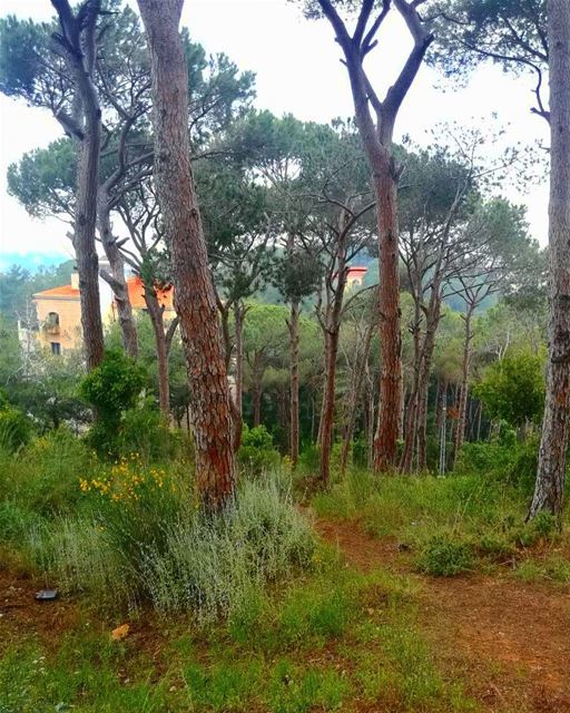 When nature is art 💚 ... (Mount Lebanon)