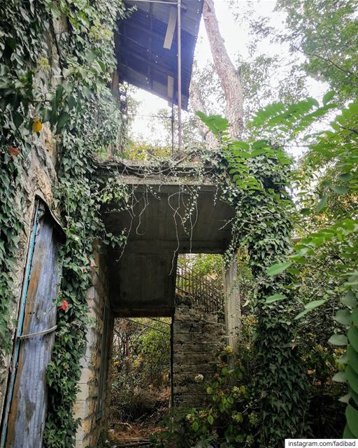 When nature keeps history evergreen... (Aïn Aâr, Mont-Liban, Lebanon)