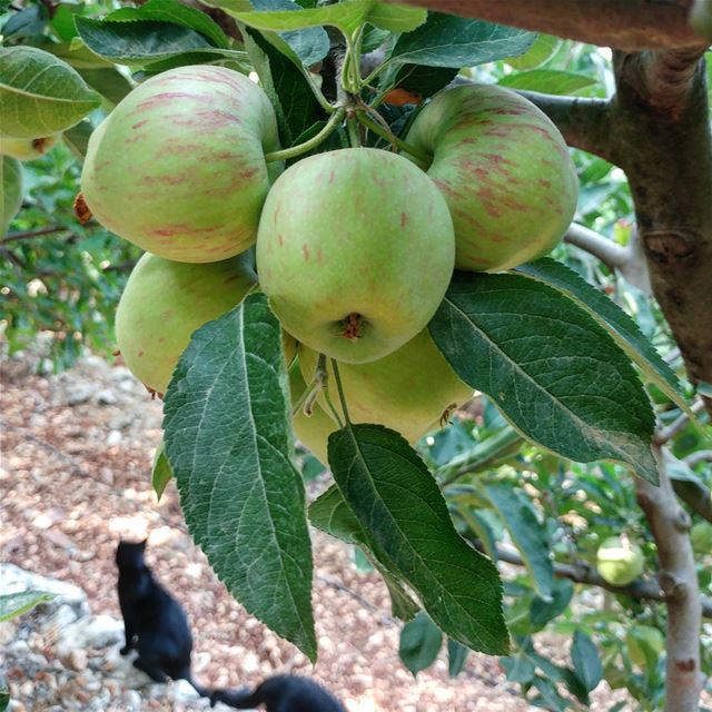 When nature's bounty leaves you confused. Which one to pick?😠😃  apples ... (Dayr Al Qamar, Mont-Liban, Lebanon)