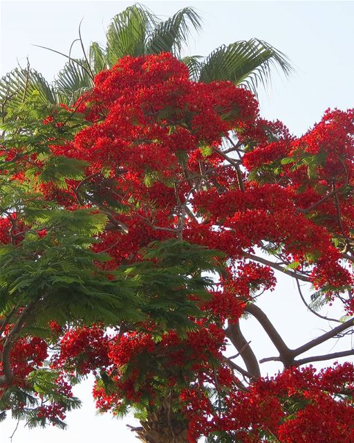 ... When red is merged with green,One gets a stunning scene 🌿🍁------.... (Beirut, Lebanon)