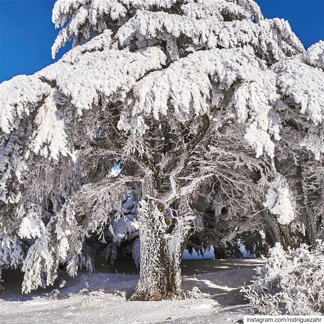 When  snow and  extreme  cold turns   Akkar’s highest  cedars  forest into...