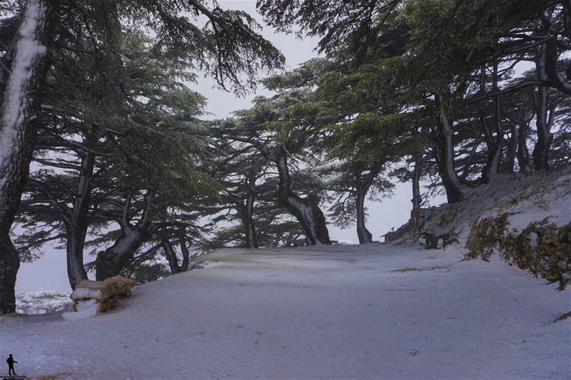 When snow falls, nature listens. snow  nature  cedar ... (Al Shouf Cedar Nature Reserve)