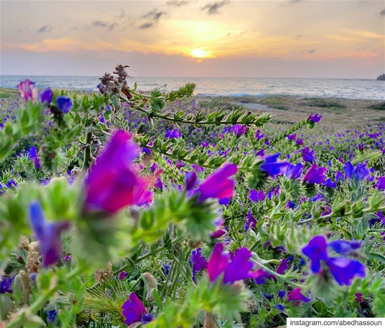 When spring & sunset colors melt together.................... (Tripoli, Lebanon)