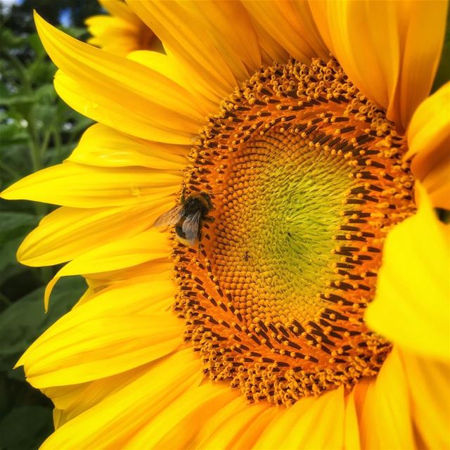 “when the flower blossoms, the bee will come.”... (Insariyah, Al Janub, Lebanon)