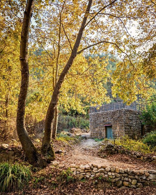 When the leaves starts to fall and cool winds blow - Shouf, Lebanon. ..🔸 (Lebanon)