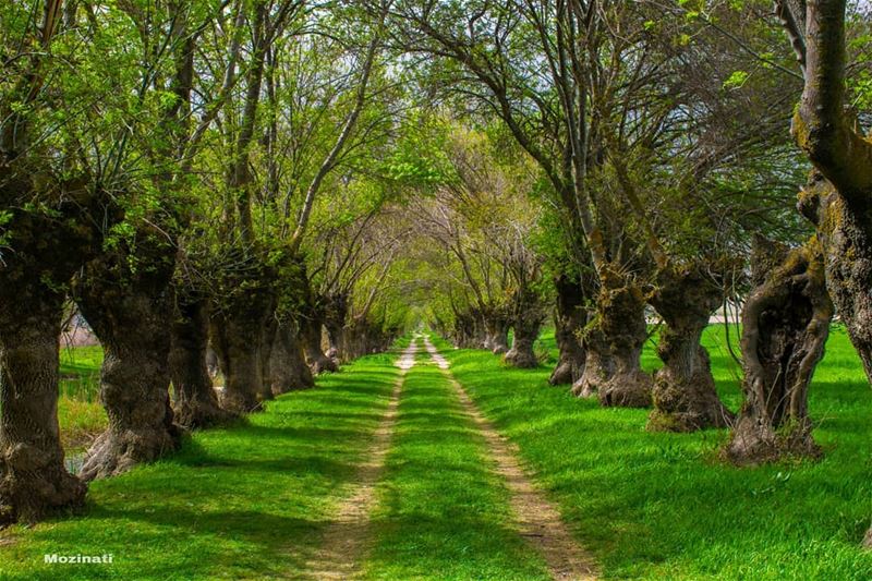 When the path reveals itself follow it ☺.. ================================ (`Ammiq, Béqaa, Lebanon)