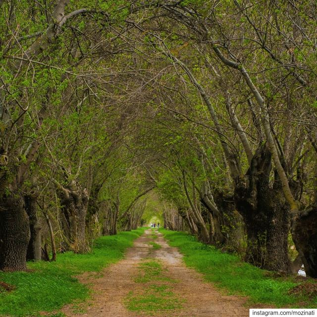 When the path reveals itself follow it ☺.. ================================ (`Ammiq, Béqaa, Lebanon)