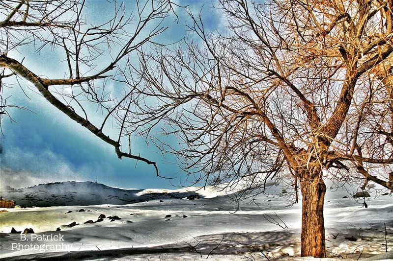 "When the root is deep , there is no reason to fear the wind". .. quote ... (Sannin, Mont-Liban, Lebanon)