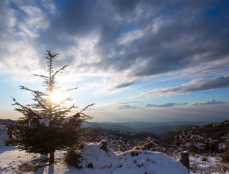 When the roots are deep, there is no reason to fear the wind.جذورها بالأرض (Bchaalé, Liban-Nord, Lebanon)