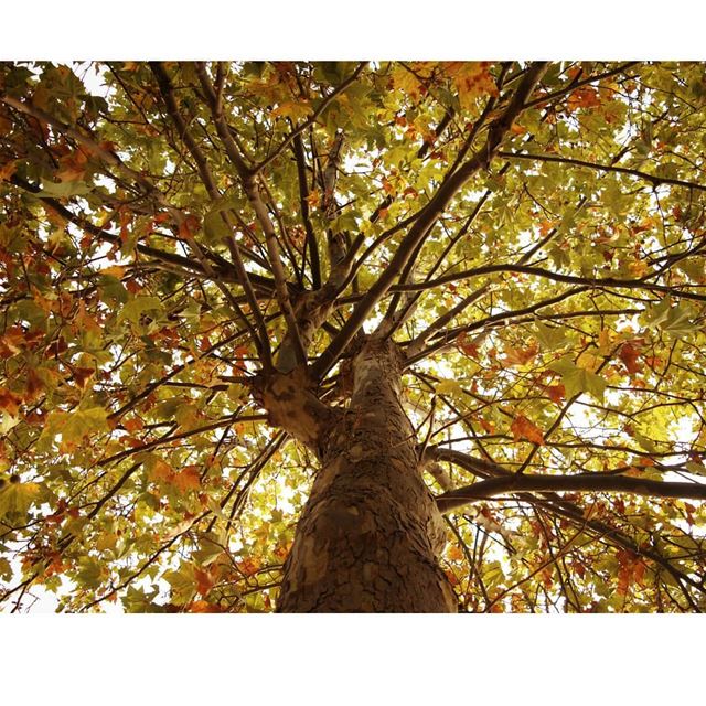 💫 When the roots are deep, there is no reason to fear the wind... 🍂🍁🍃... (Sawfar, Mont-Liban, Lebanon)