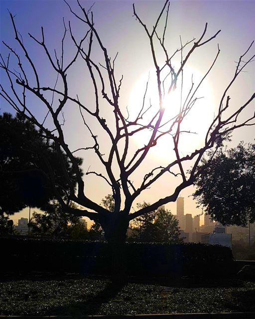 When the roots are deep, there is no reason to fear the wind ..... (Beirut, Lebanon)