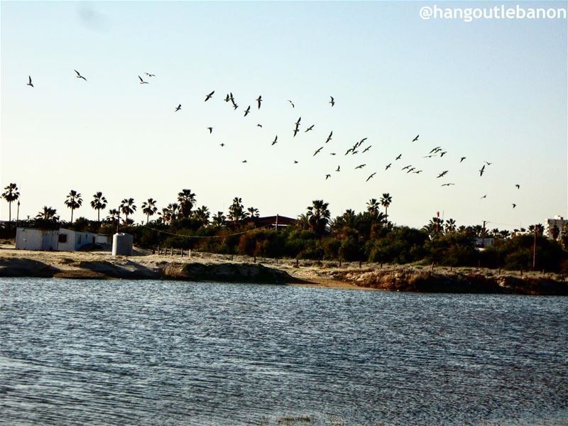 When the sky gets clear, this is how  Sour reveals. A temporary lake at... (Tyre, Lebanon)