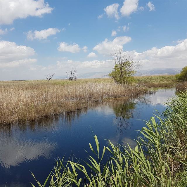 When the sky is sending some clouds to reflect on the last wetlands of the... (Aammiq, Béqaa, Lebanon)