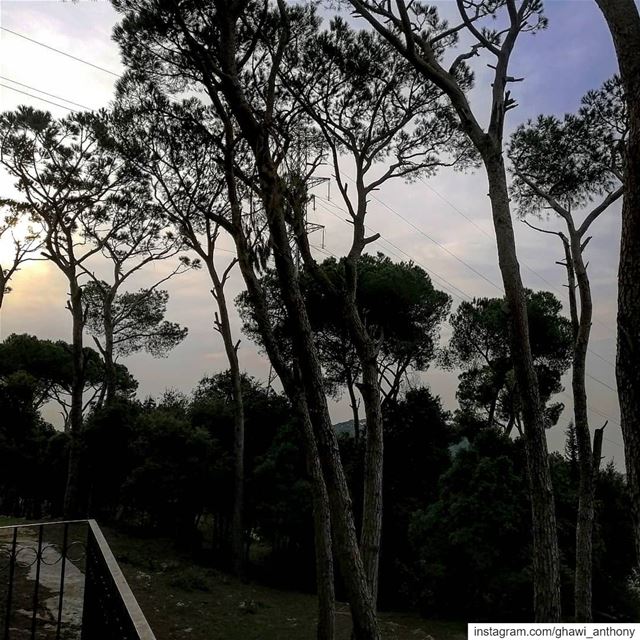 When the sunset is hiding behind the trees💛💙... (Aïnâb, Mont-Liban, Lebanon)