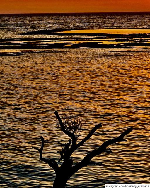 When there's light shining on a tree, that tree takes on different... (Byblos - Jbeil)