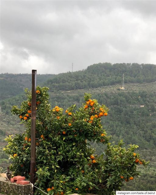 When things look dreary, look for an orange tree; lots of them everywhere ...