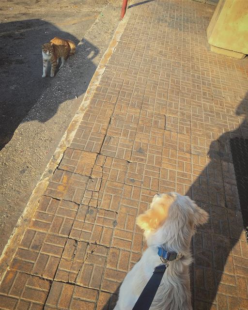 'when two hostiles meet...'''' photography  photographyislife ... (Beirut, Lebanon)