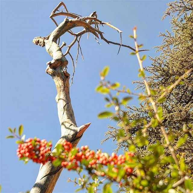 When u look up ... lebanon  arz  cedars  ruddyrahme  north  bcharre ... (El Arz, Liban-Nord, Lebanon)