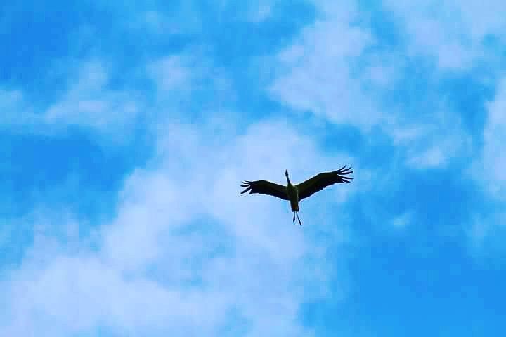 When u spot a stork in the middle of summer  stork  bird  lost  nature ... (Brummana)