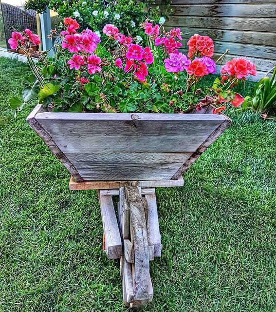 When wheelbarrows look nice  flower  garden  home  wheelbarrow  weekend ... (Brummana)