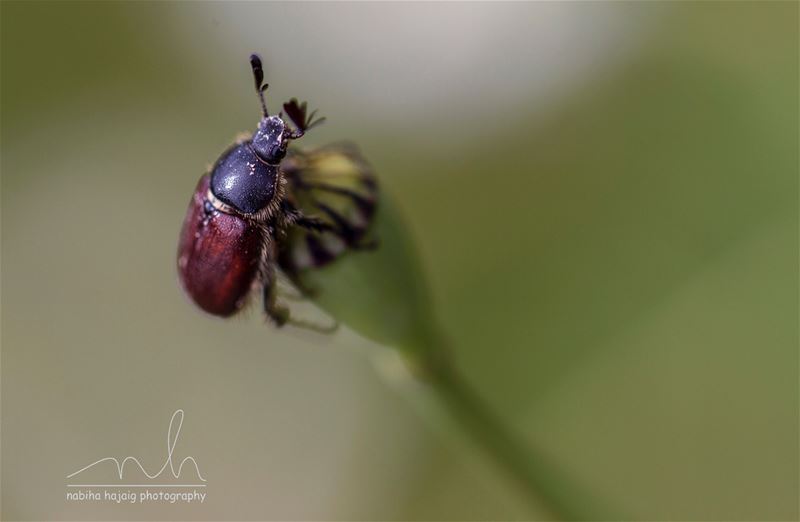 When you are looking for any insect  wildlife  spring  March  snail ...