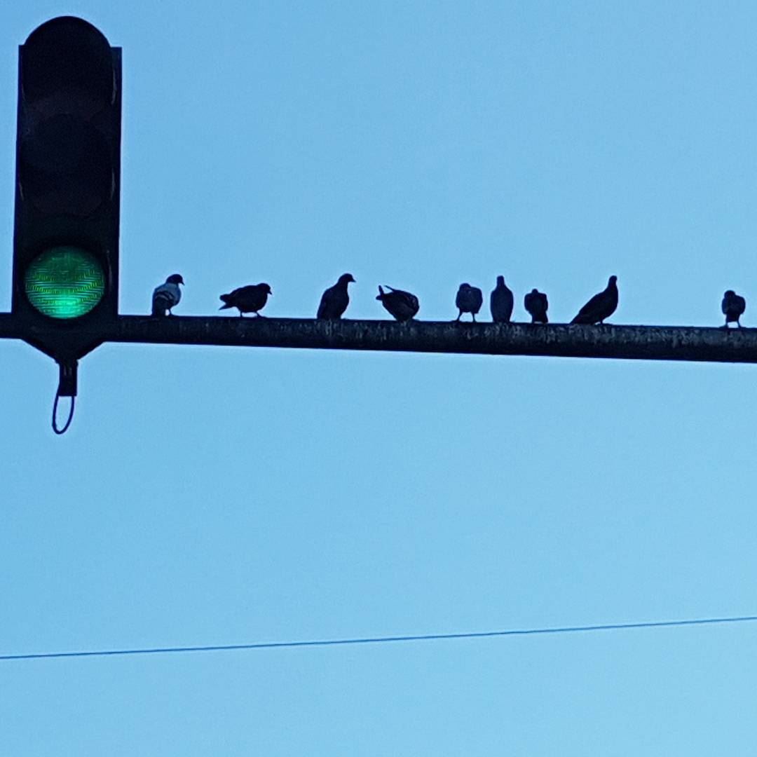 When you find out you are not the only ones waiting for the green light !... (Beirut, Lebanon)