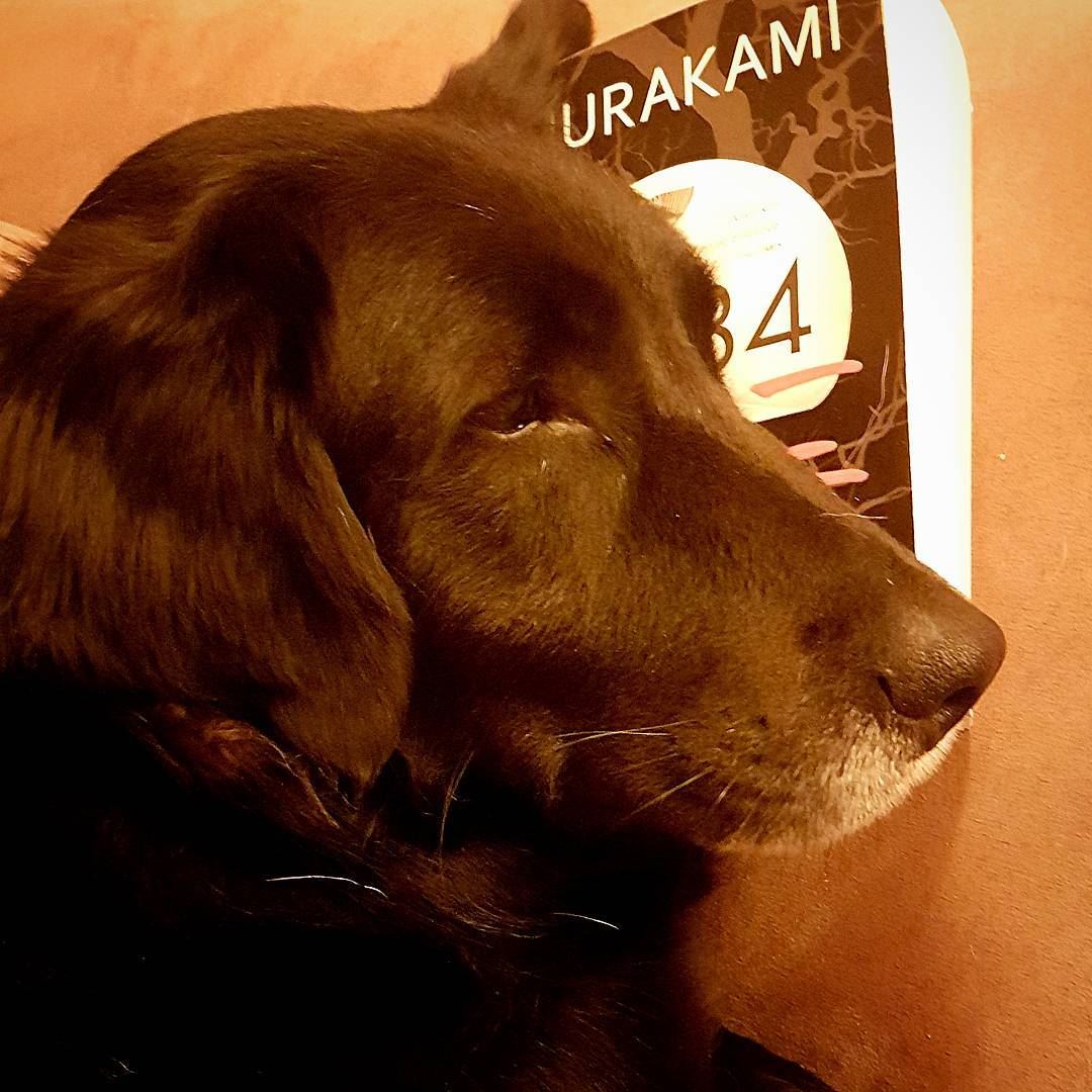 When you find out your dog reads the same book ;)  tourleb  tourlebanon ... (Amchit)