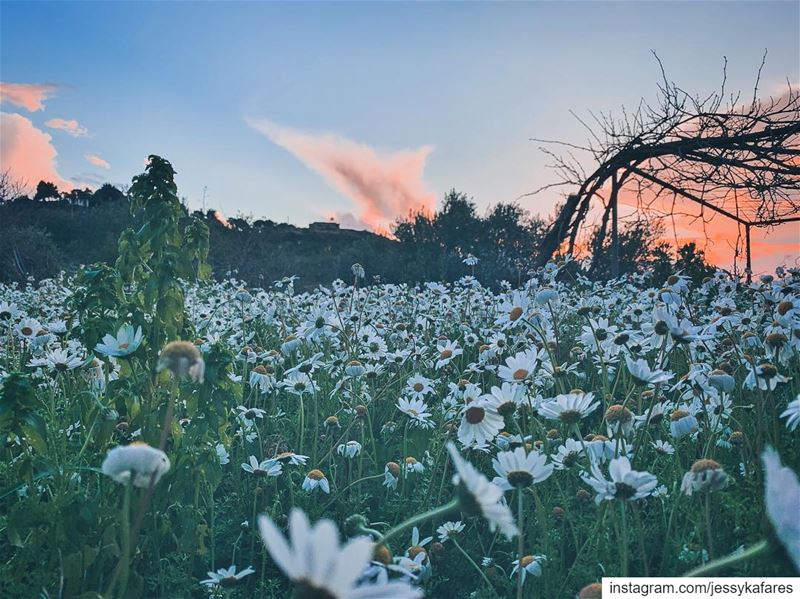 When you focus on the good, the good gets better😌🌼 (El-Kour, Liban-Nord, Lebanon)