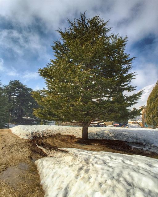 When you leave a beautiful place, you carry it out with you wherever you... (Cedars of God)