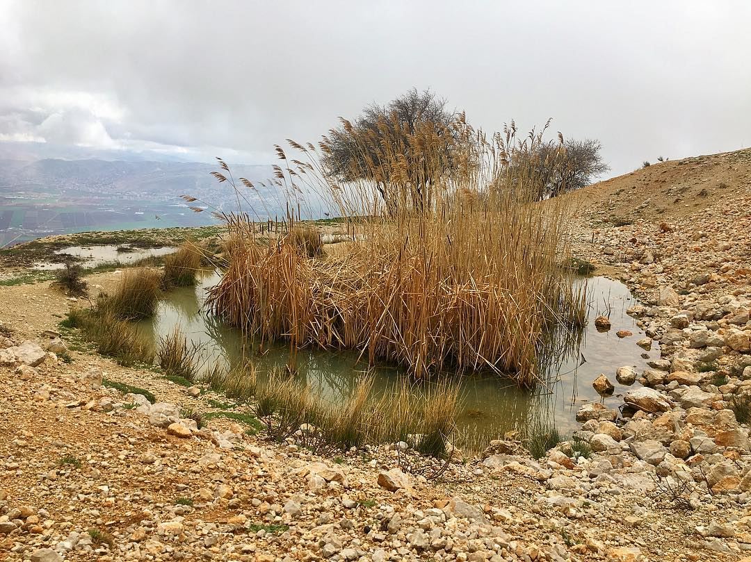 When you love nature, it directly offers its ❤️. R.T. ...........……………………... (West Bekaa- Aana)