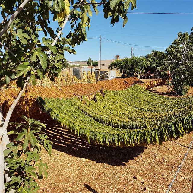 When you pass by the villages of tobacco ! tourleb  tourlebanon ... (Rmeich South Lebanon)