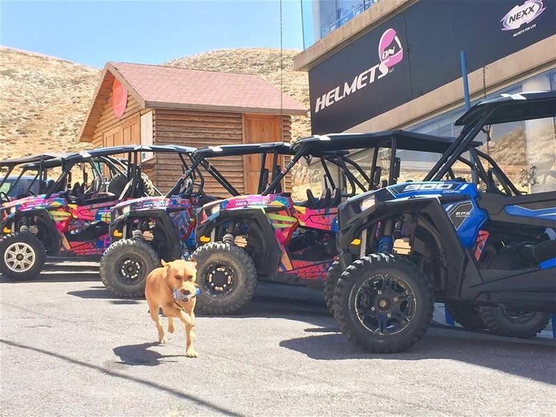 When you take your Dog to your Off-Road Trip! 🐶 happydogs  dogs ...