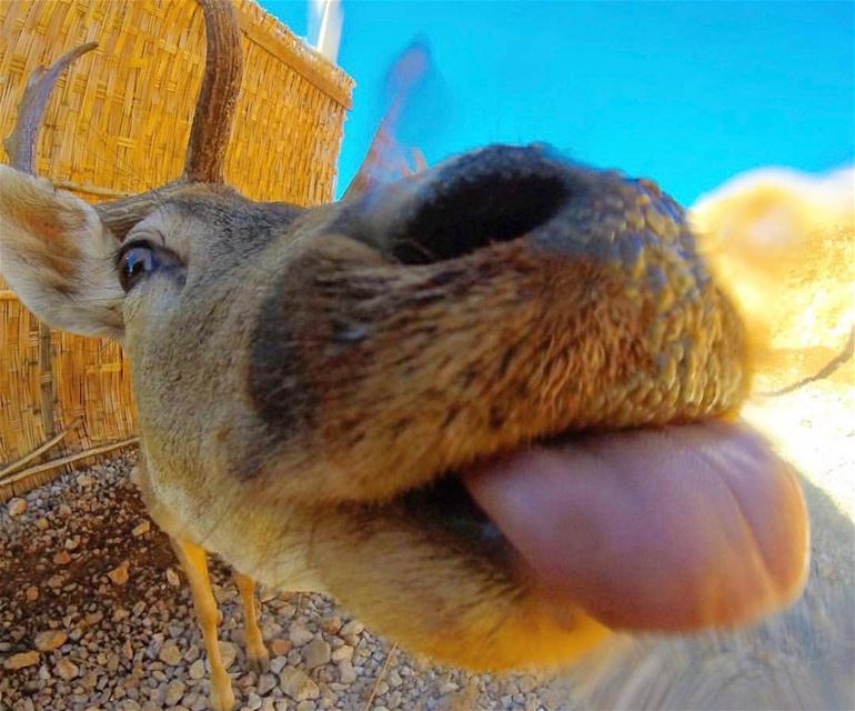 When your  deer friend can’t resist that tasty  GoPro 👅 •••• Lebanon ... (Aâna, Béqaa, Lebanon)