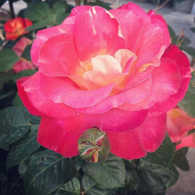 When your mother is in love with her roses, you can't resist taking a shot! (Ra'S Nhash, Liban-Nord, Lebanon)