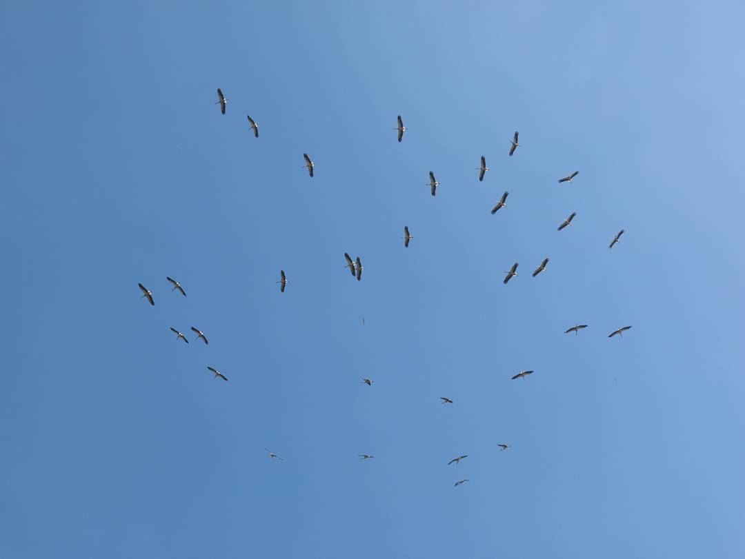 Where are the babies? stork  birds  sky  inthesky  lebanesesky ... (Mar Chaaya Broumana)