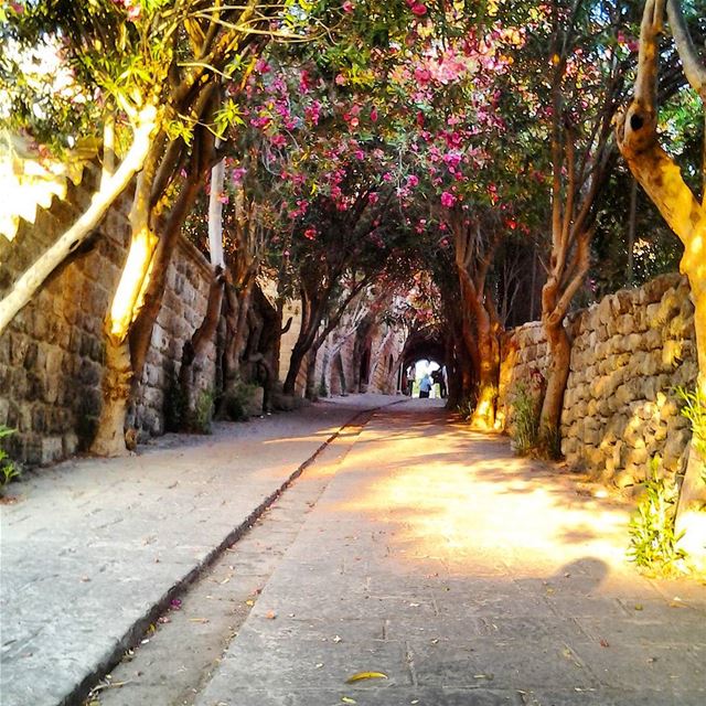 Where flowers bloom, so does hope! Byblos  jbeil  jbeilsouks  flowers ...