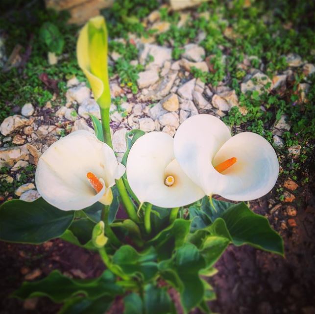 Where flowers bloom, so does hope  Lady Bird Johnson   Lebanon ... (Ra'S Nhash, Liban-Nord, Lebanon)