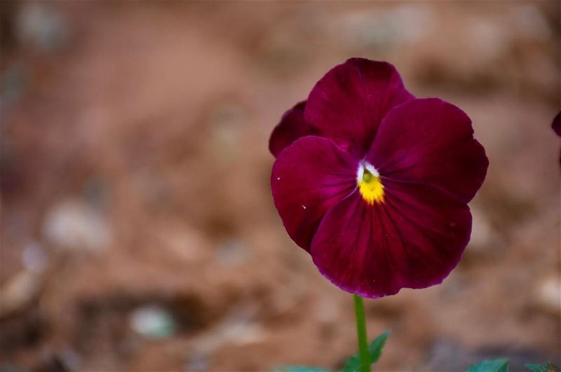 Where Flowers Bloom, so does Hope..“Lady Bird Johnson”-📍Marjaba, Mount... (Marjaba, Mont-Liban, Lebanon)