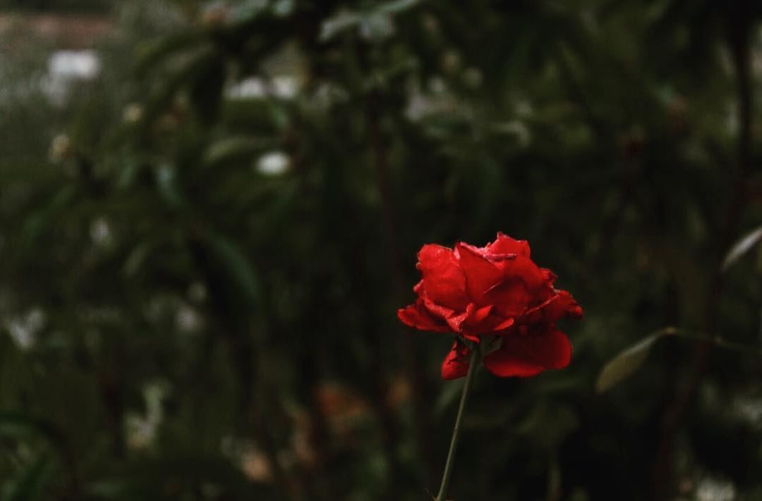 "where Flowers bloom so does Hope."  lebanon Photography Photographers...