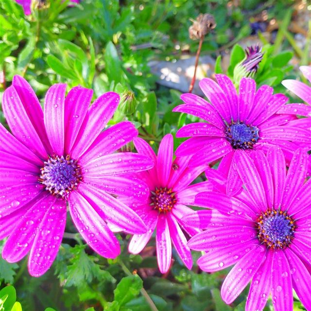 Where flowers bloom so does HOPE 🌺🌸 naturephotography ... (Tyre District)
