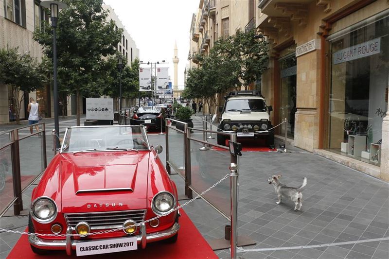 Where is my car? lebanese  dogsofinstagram  dog  lookingfor  vintage ... (Beirut Souks)