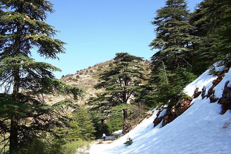 Where’s your favorite place to see Lebanon’s Cedars? We loved seeing... (Aïn Zhalta, Mont-Liban, Lebanon)